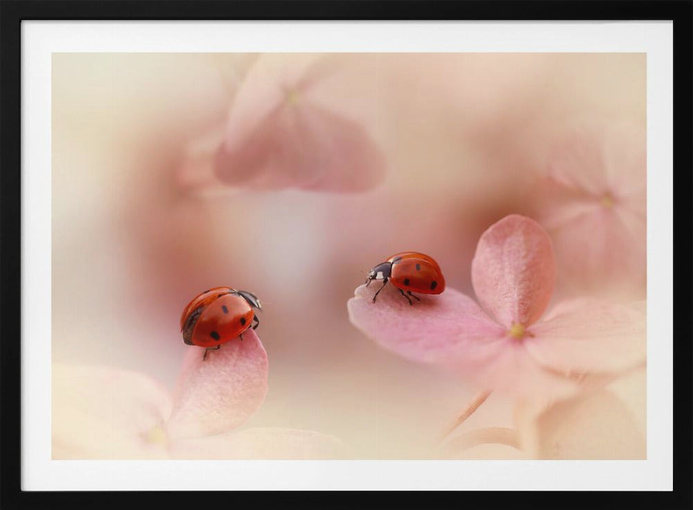 Nyckelpigor på rosa hortensia. Poster