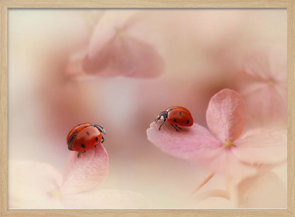 Nyckelpigor på rosa hortensia. Poster