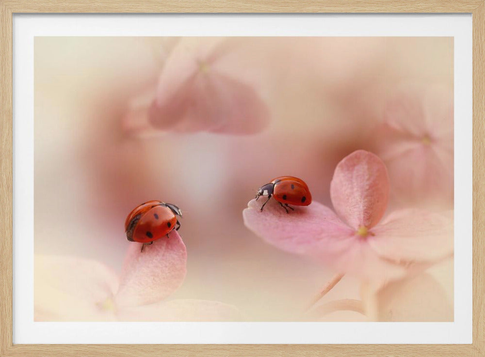 Nyckelpigor på rosa hortensia. Poster