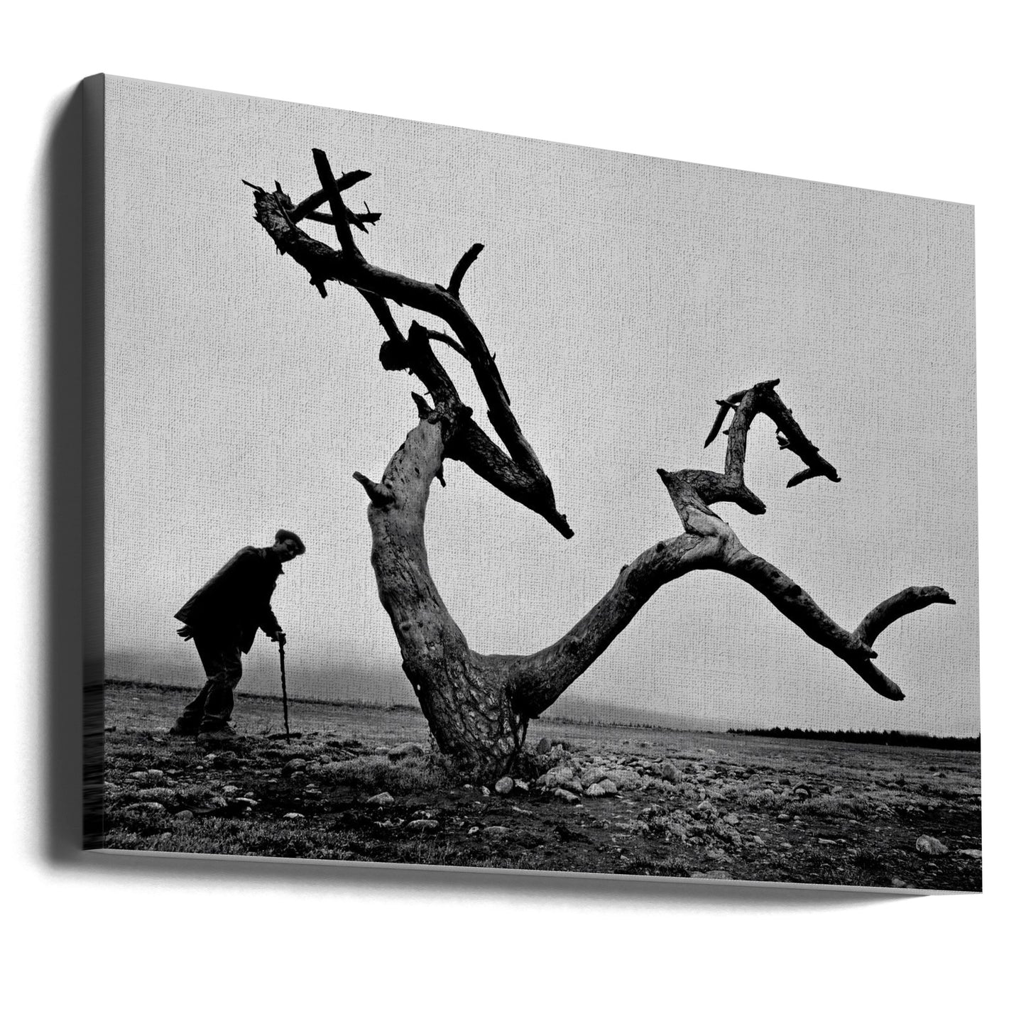 Old Man and Tree | Canvas