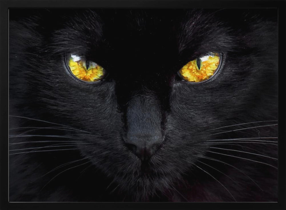 L'hypnotiseur de la nuit | Posters - Affiche Artistique