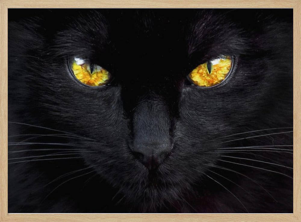 L'hypnotiseur de la nuit | Posters - Affiche Artistique
