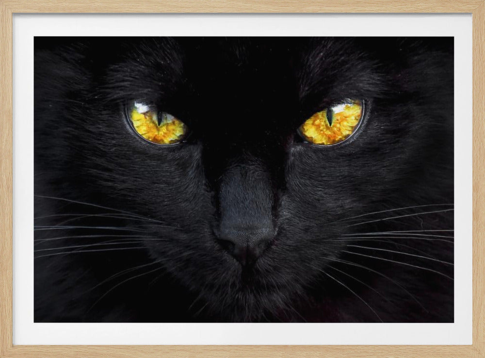 L'hypnotiseur de la nuit | Posters - Affiche Artistique