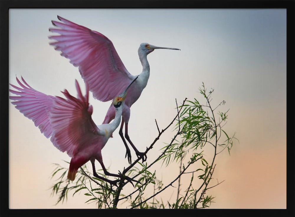 Two Roseate Spoonbills | Poster