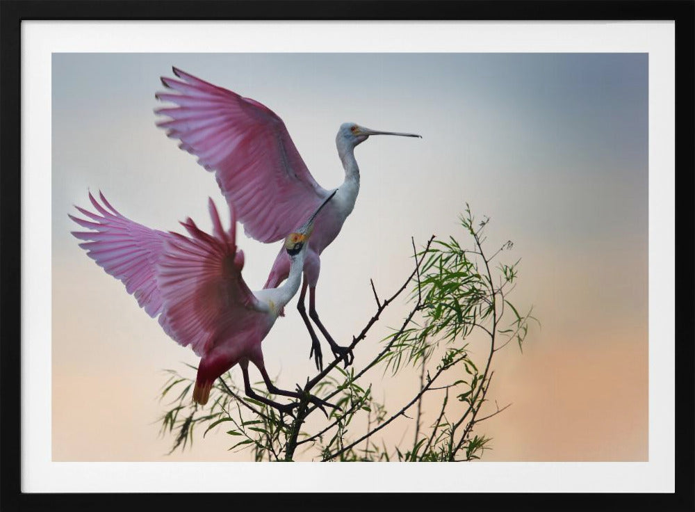 Two Roseate Spoonbills | Poster