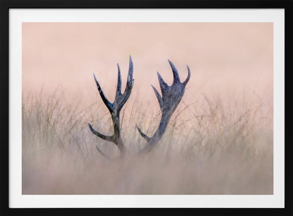 Cache-cache (Cor de cerf) | Posters - Affiche Artistique