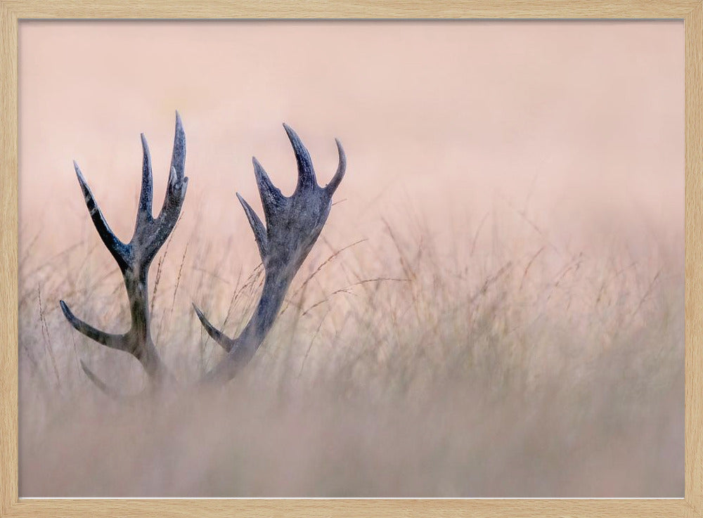 Cache-cache (Cor de cerf) | Posters - Affiche Artistique