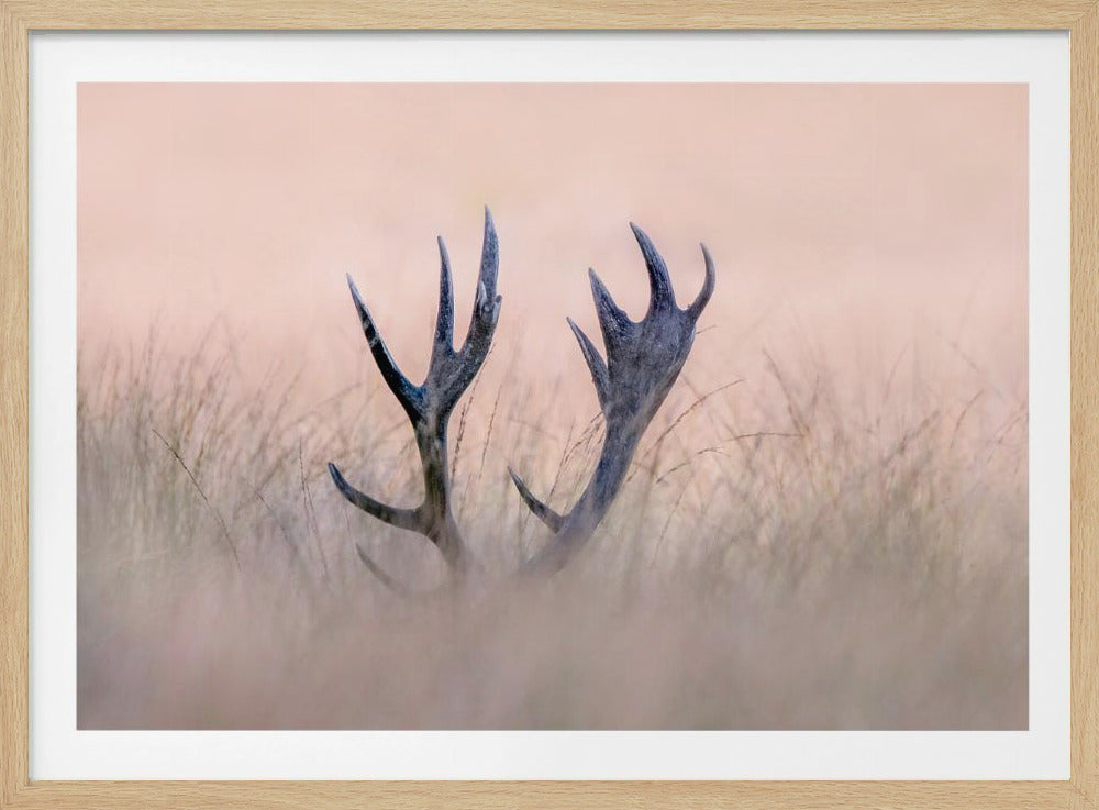 Cache-cache (Cor de cerf) | Posters - Affiche Artistique