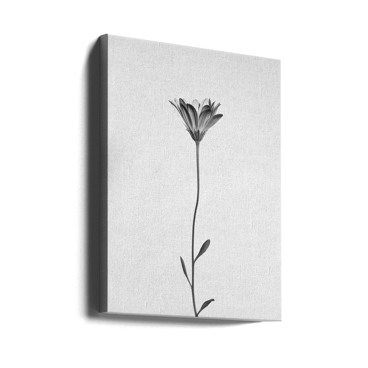 Marguerite | Tableaux sur Toile