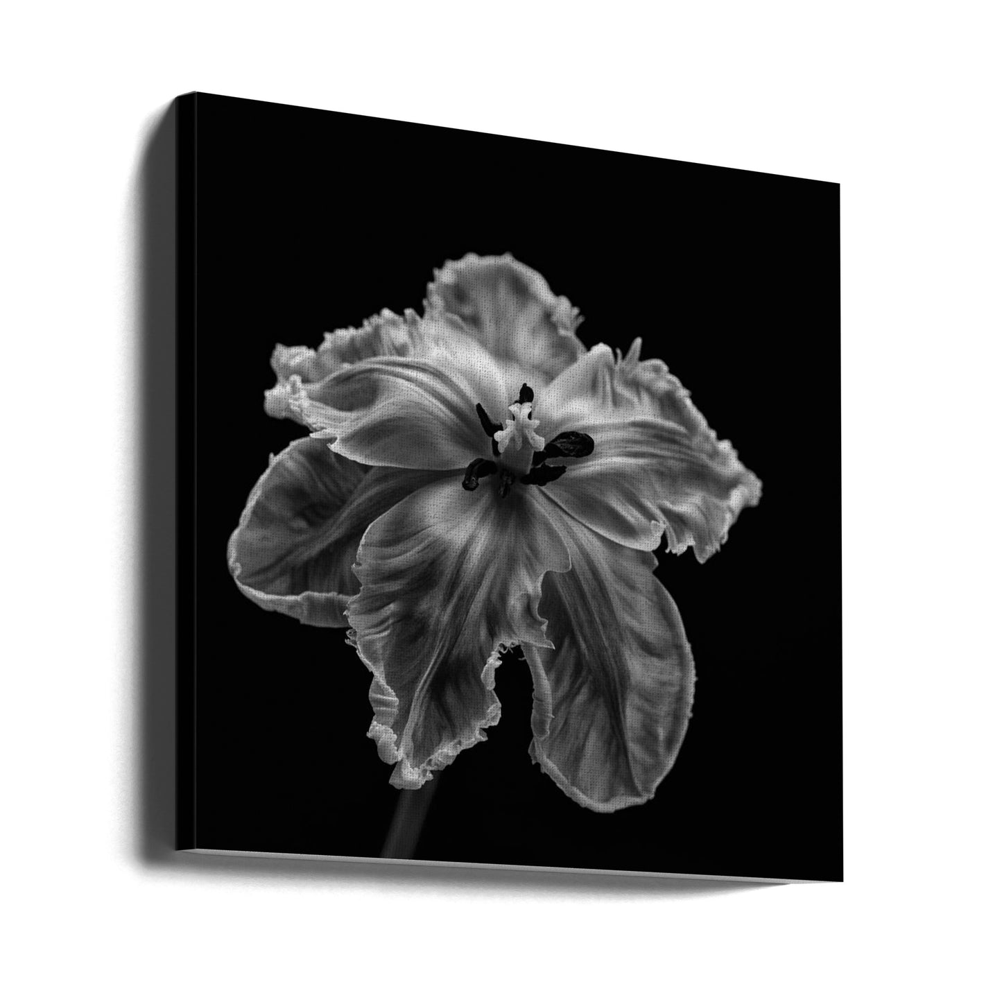 Papegojtulpan | Canvas