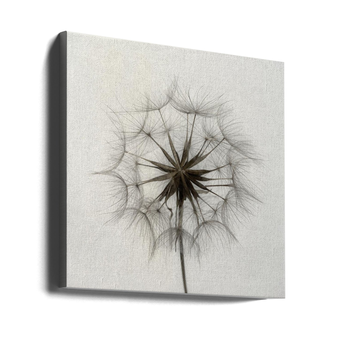 Tragopogon | Impresiones en Lienzo