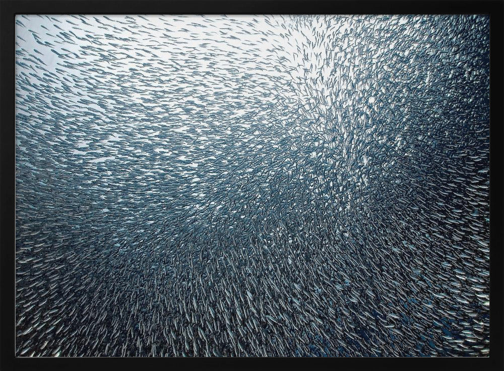 Feu d'artifice de sardines | Posters - Affiche Artistique