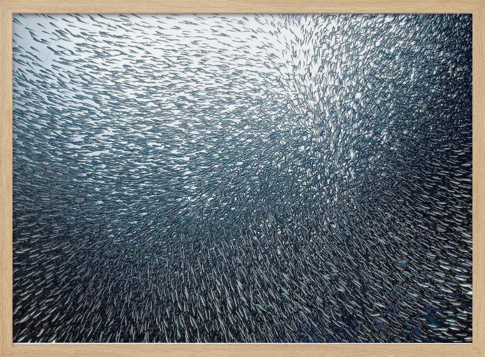 Feu d'artifice de sardines | Posters - Affiche Artistique