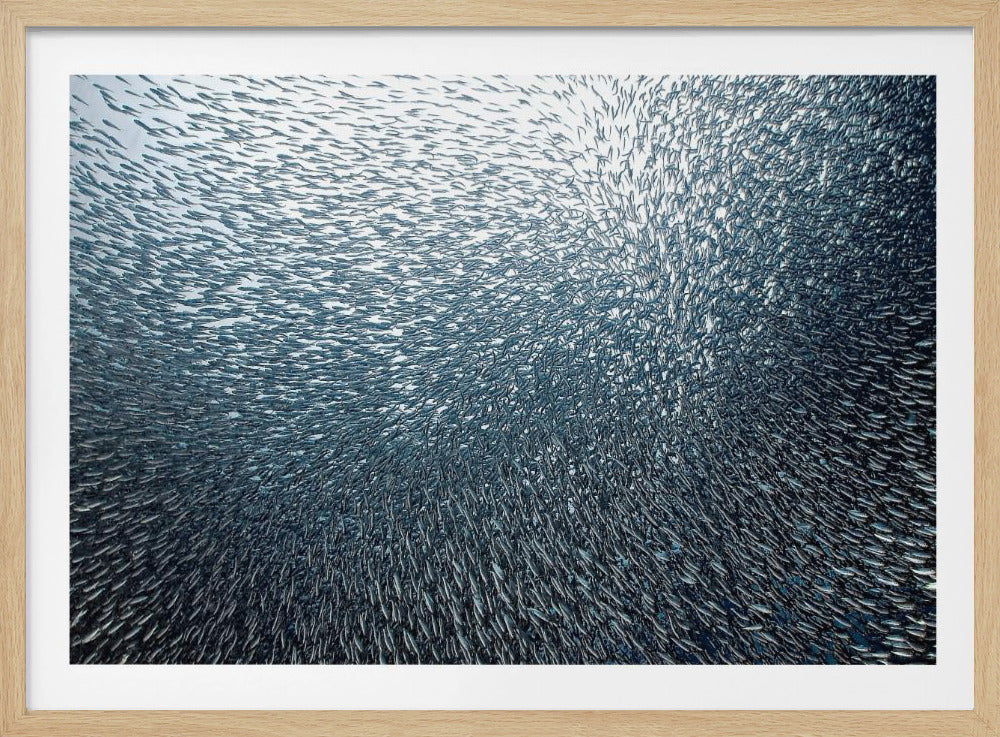 Feu d'artifice de sardines | Posters - Affiche Artistique