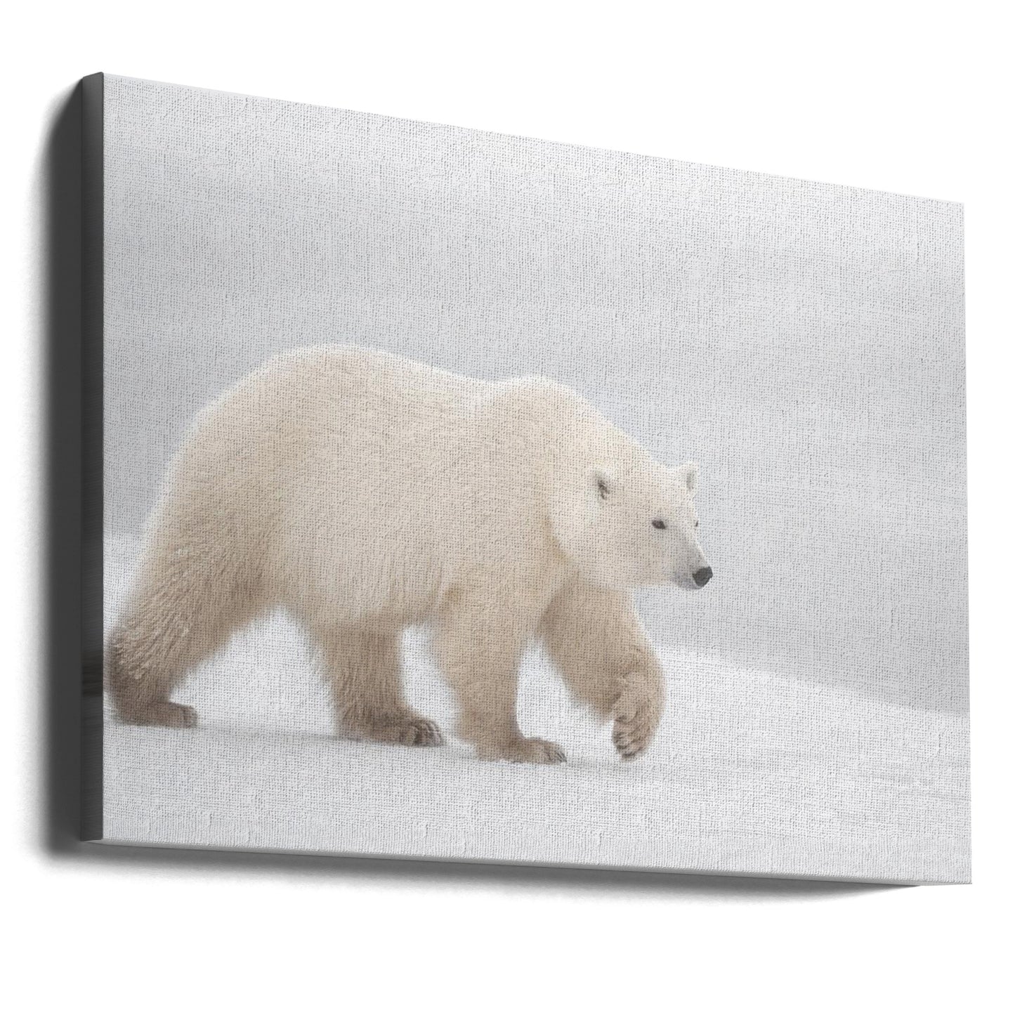 White | Canvas