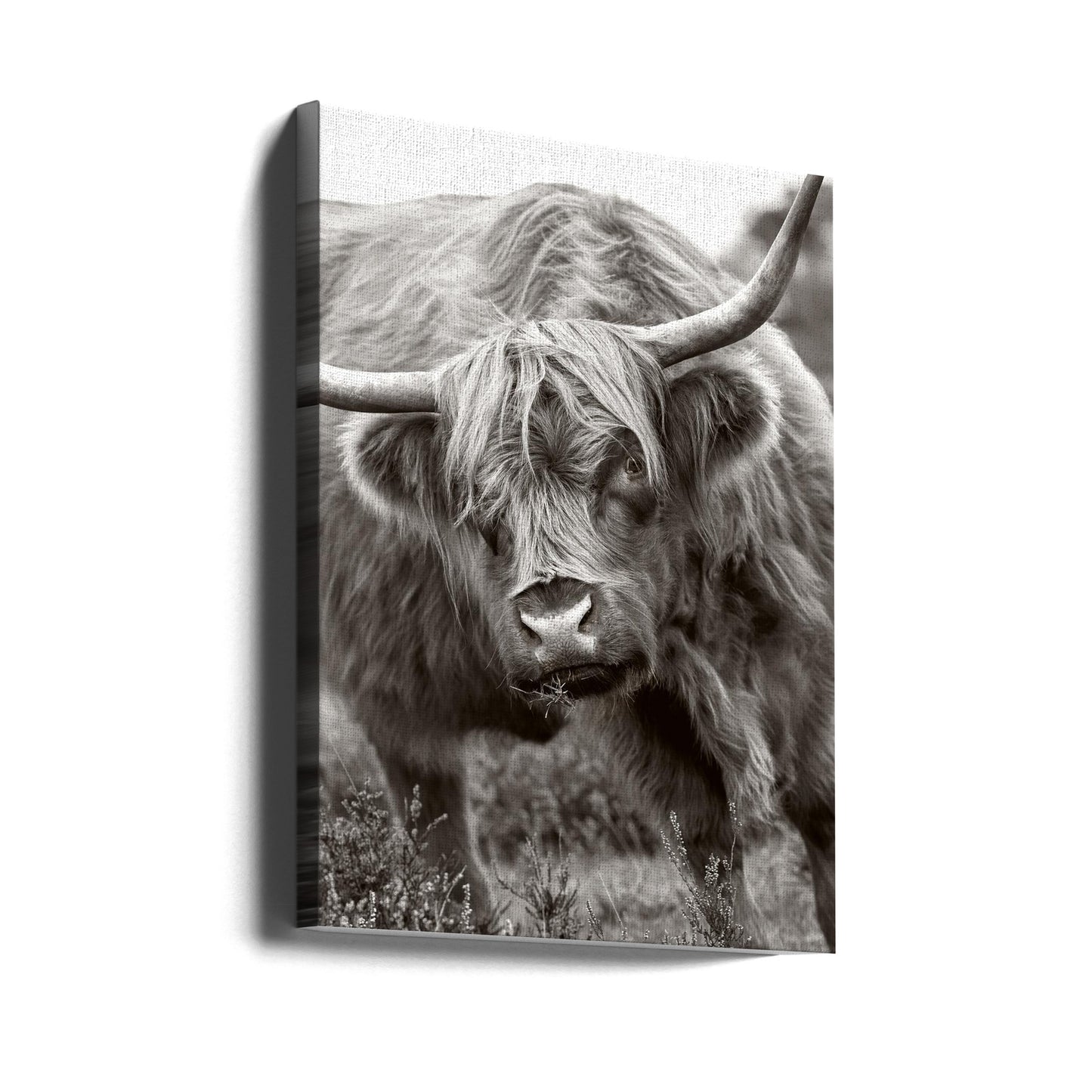 Il Toro | Stampe su Tela