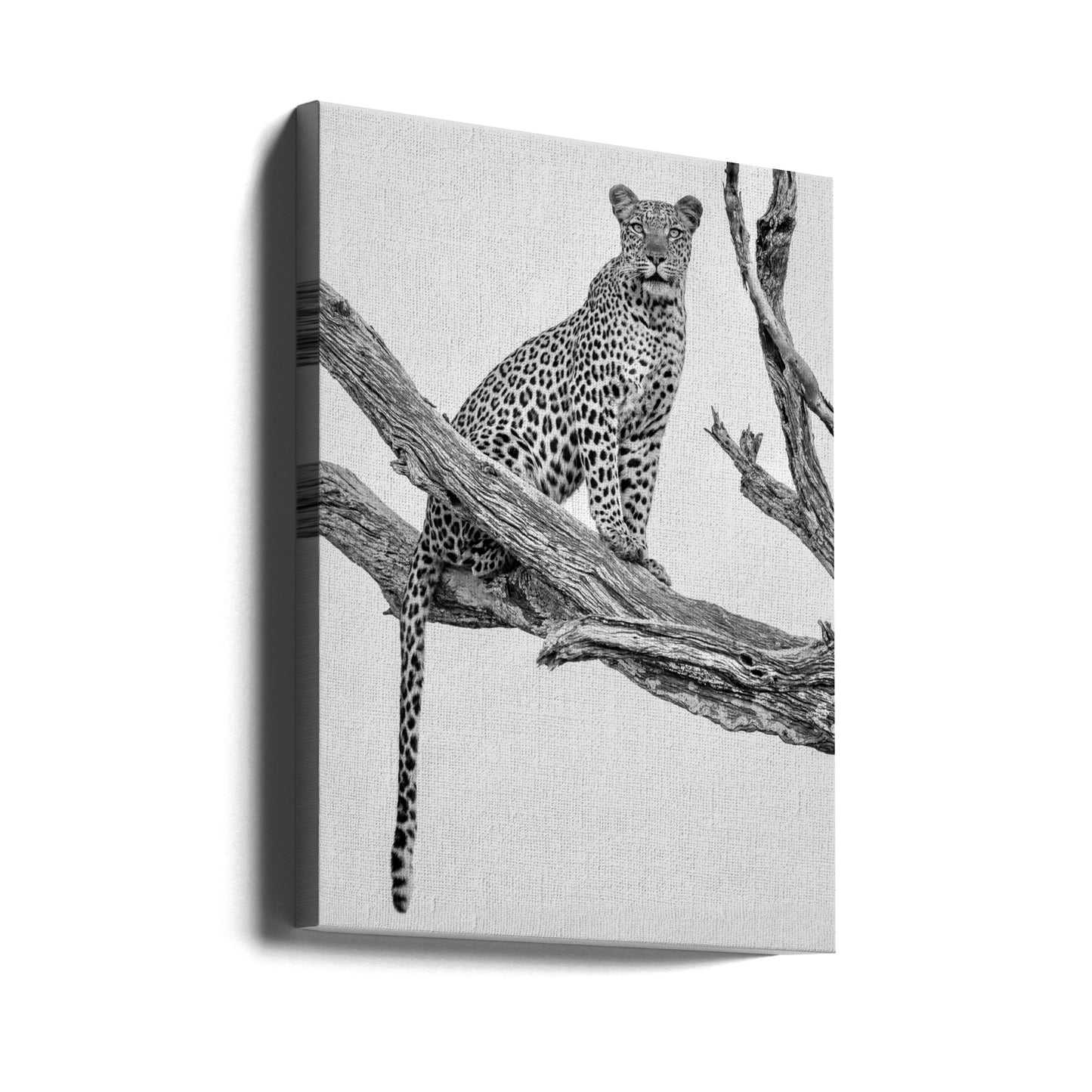 Leopardenporträt – Mono Var | Leinwand-Bilder