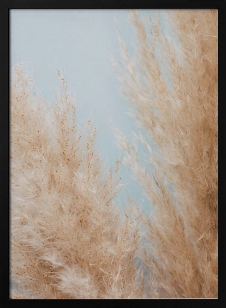Pampas Close 01 | Poster