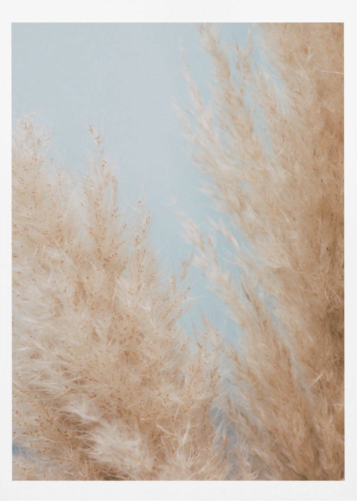 Pampas Close 01 | Poster
