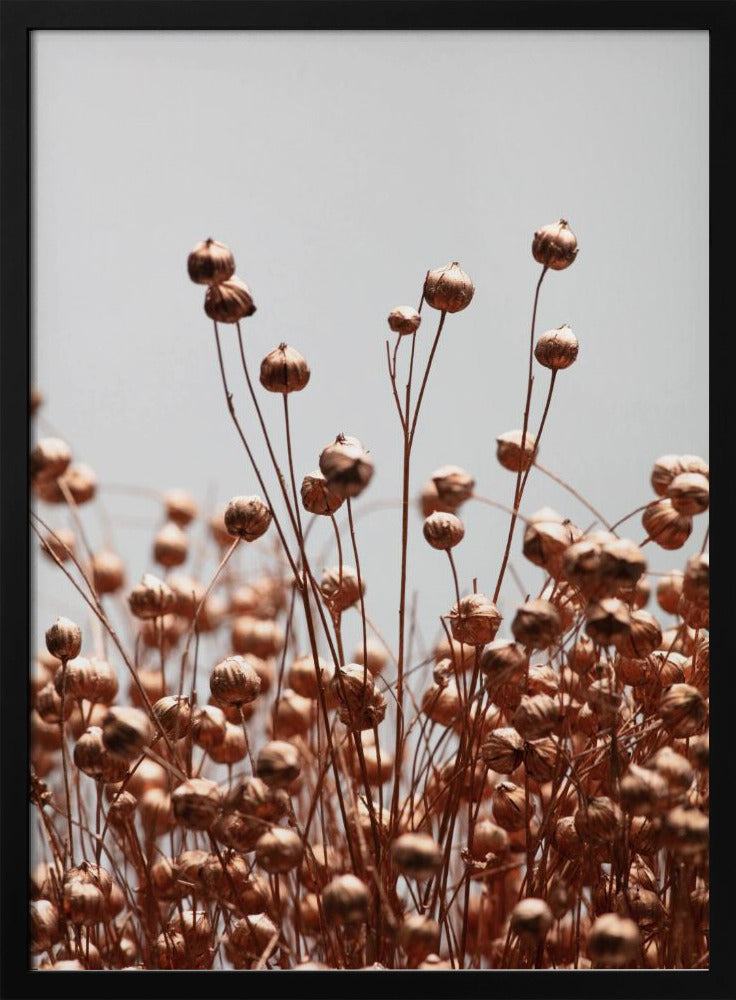 Dried Grass Copper 02 | Poster