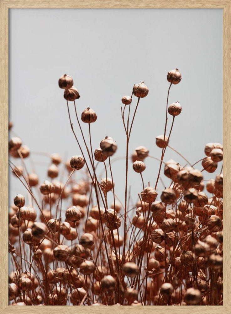 Dried Grass Copper 02 | Poster