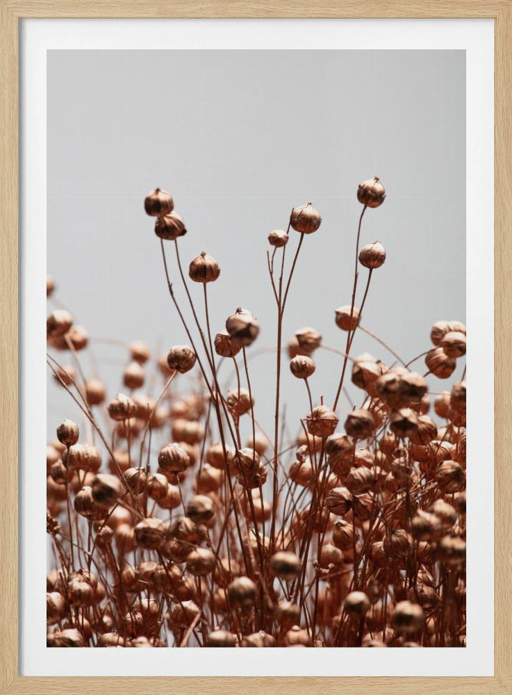 Dried Grass Copper 02 | Poster