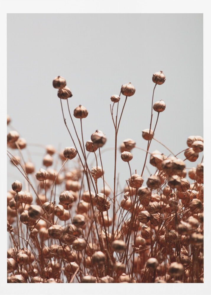 Dried Grass Copper 02 | Poster