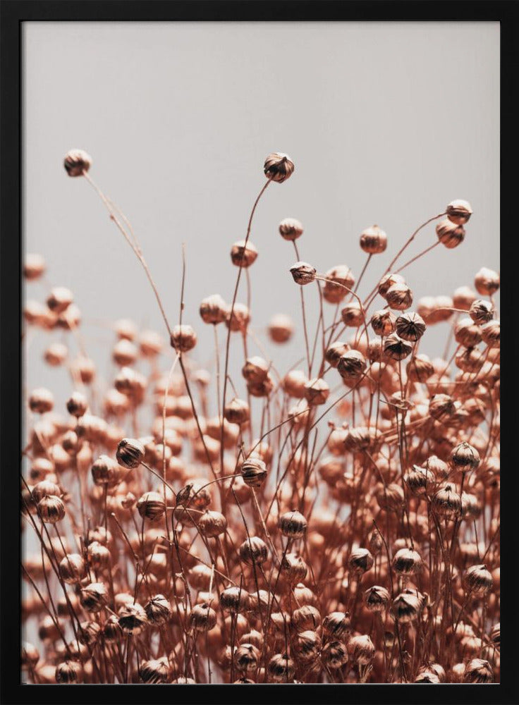 Dried Grass Copper 05 | Poster