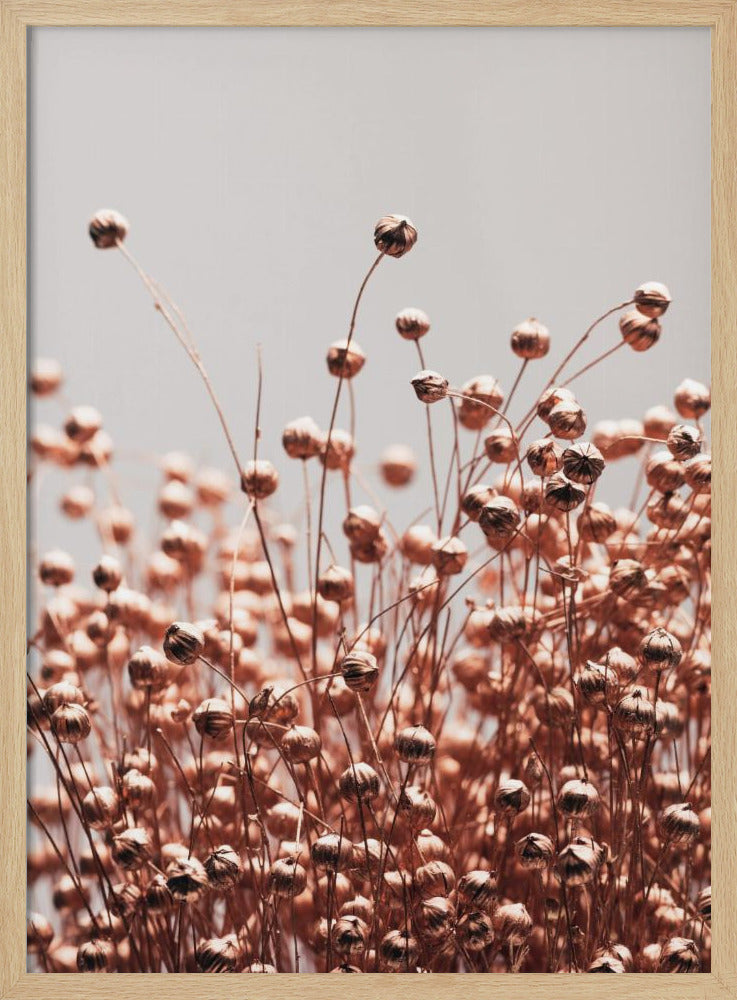 Dried Grass Copper 05 | Poster