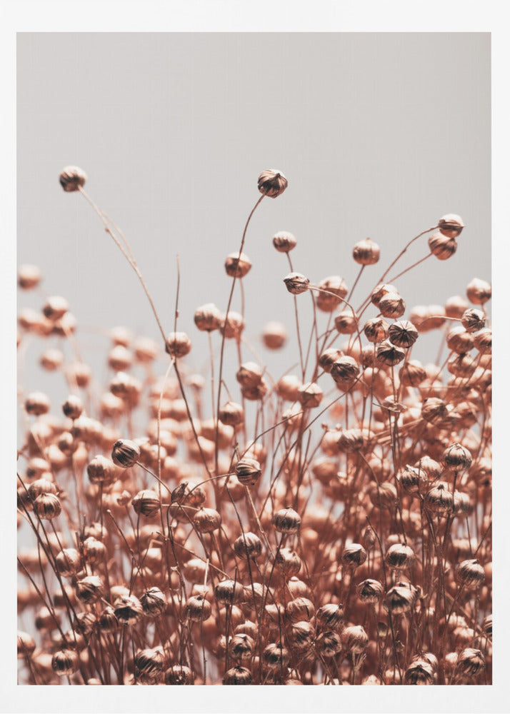 Dried Grass Copper 05 | Poster