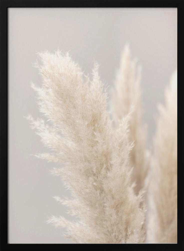 Pampas Grass Grey 03 | Poster