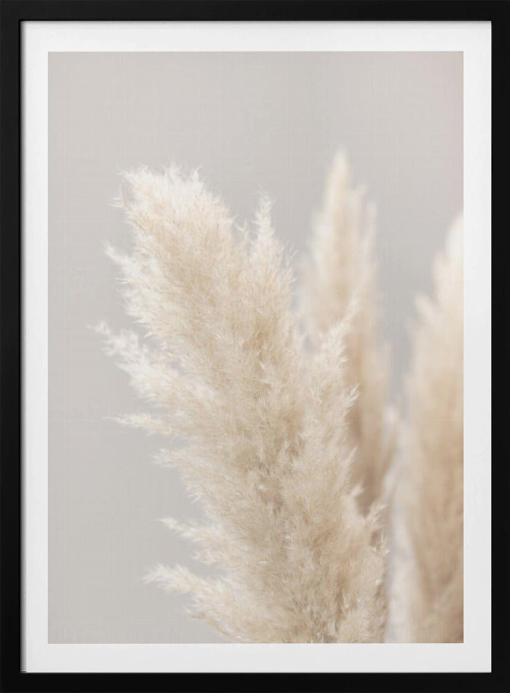 Pampas Grass Grey 03 | Poster