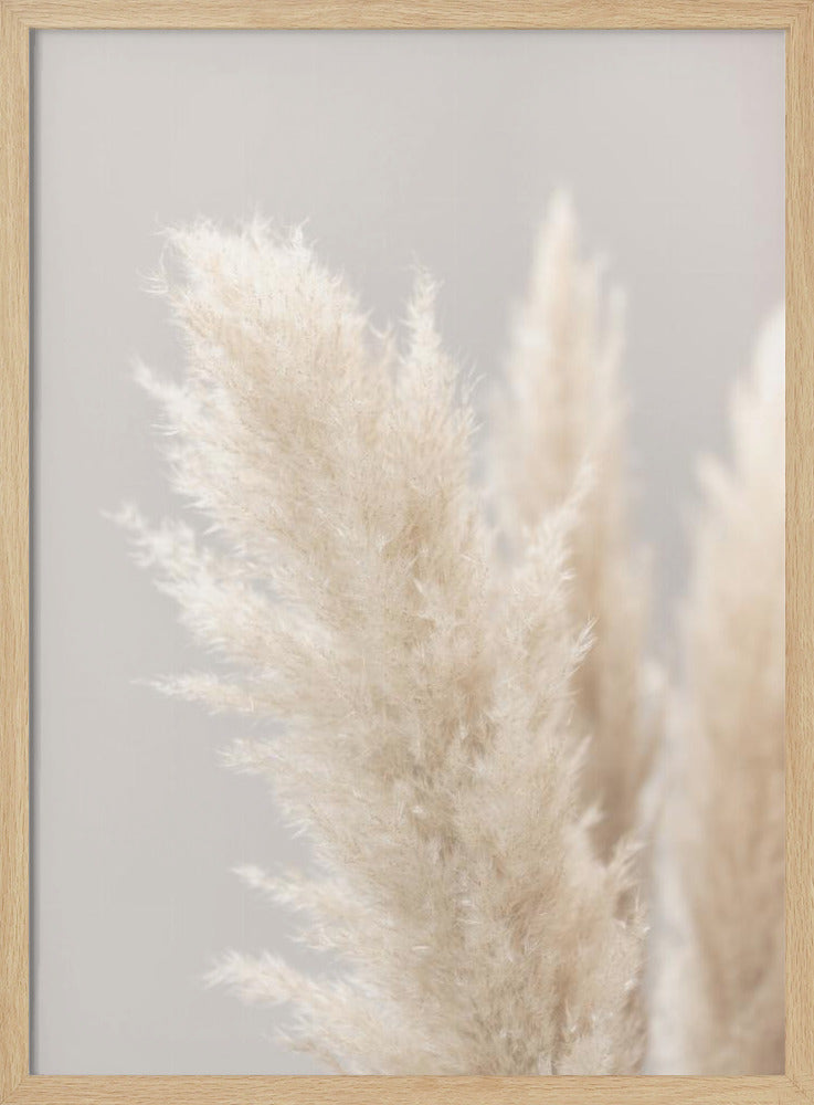 Pampas Grass Grey 03 | Poster