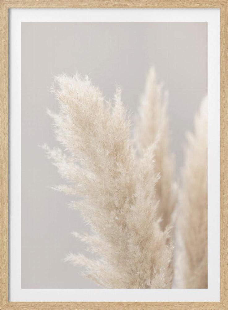 Pampas Grass Grey 03 | Poster