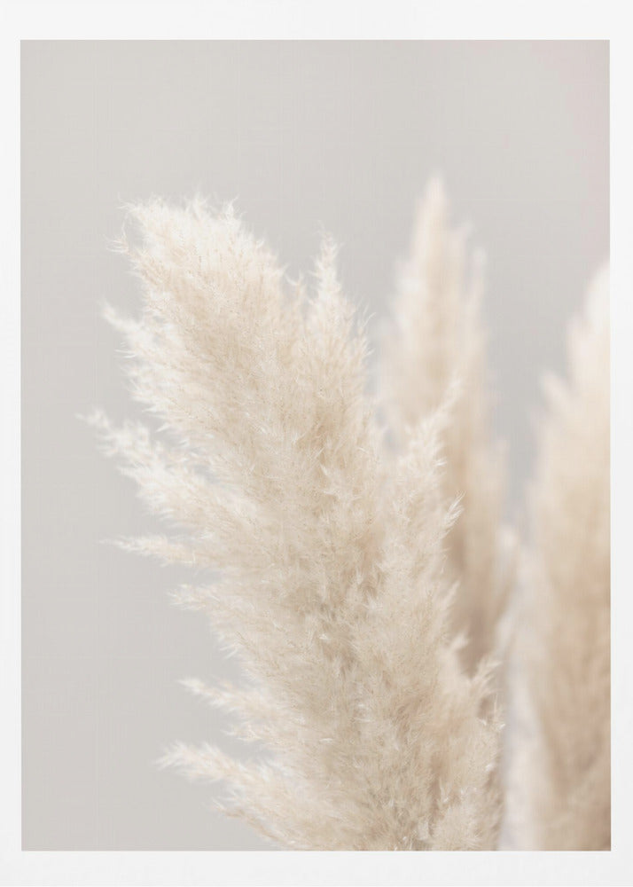 Pampas Grass Grey 03 | Poster