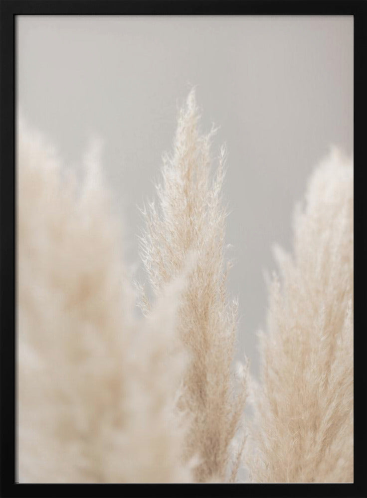 Pampas Grass Grey 04 | Poster