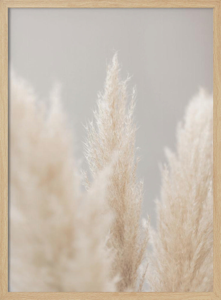 Pampas Grass Grey 04 | Poster