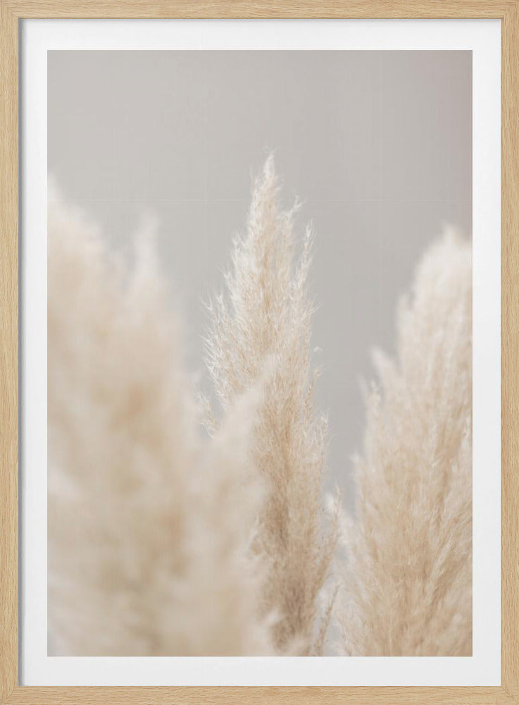 Pampas Grass Grey 04 | Poster