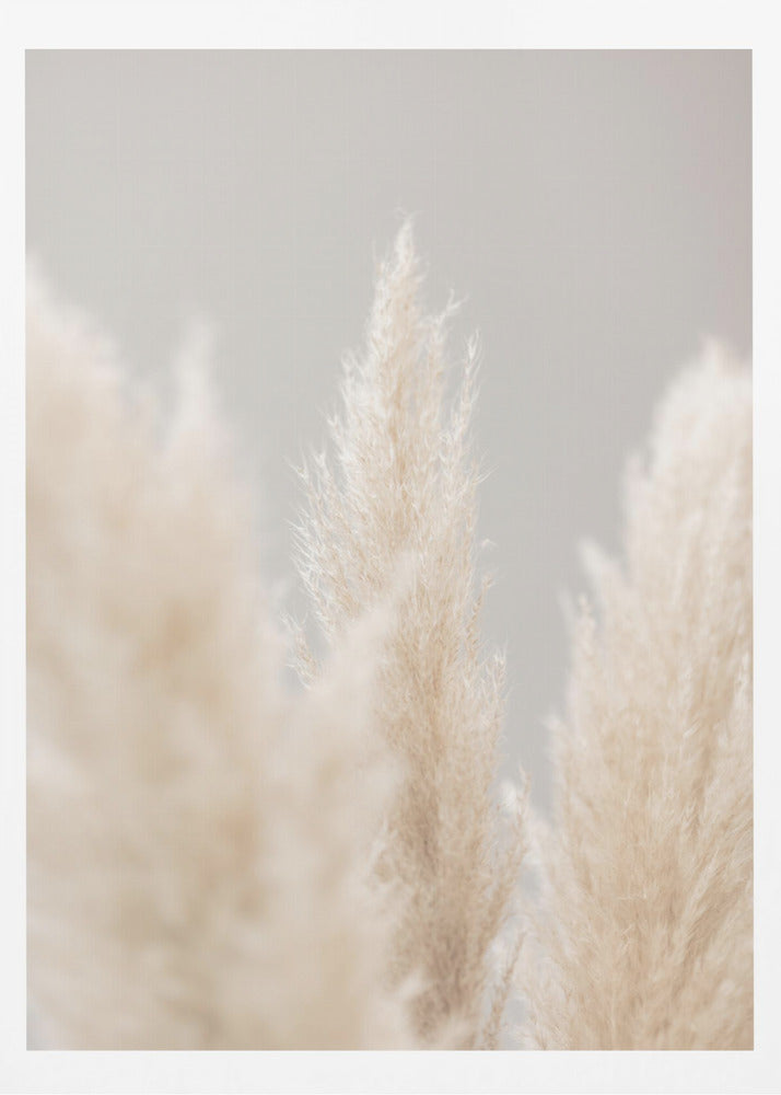 Pampas Grass Grey 04 | Poster