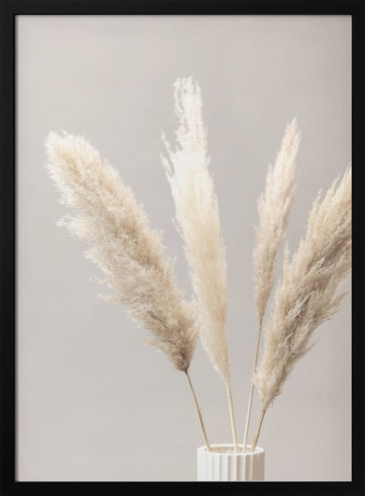 Pampas Grass Grey 05 | Poster