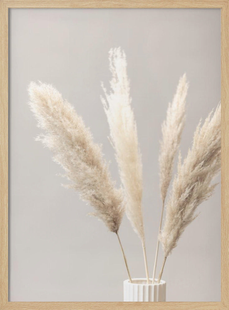 Pampas Grass Grey 05 | Poster