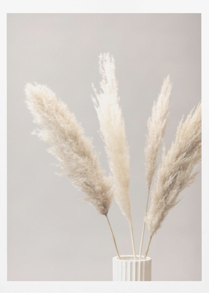 Pampas Grass Grey 05 | Poster