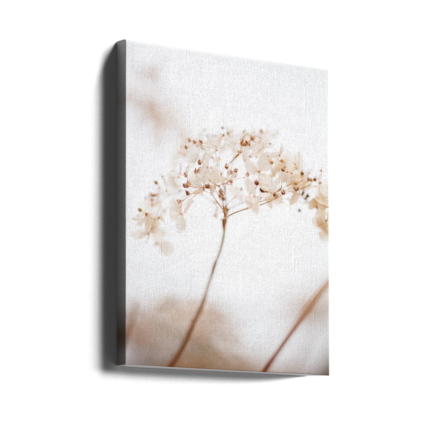 Fleur séchée douce_marron | Tableaux sur Toile