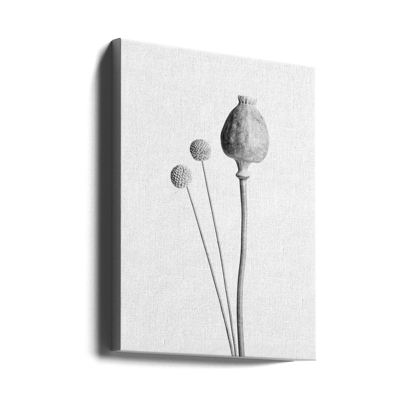 Poppy Seed Capsule Black and White | Canvas