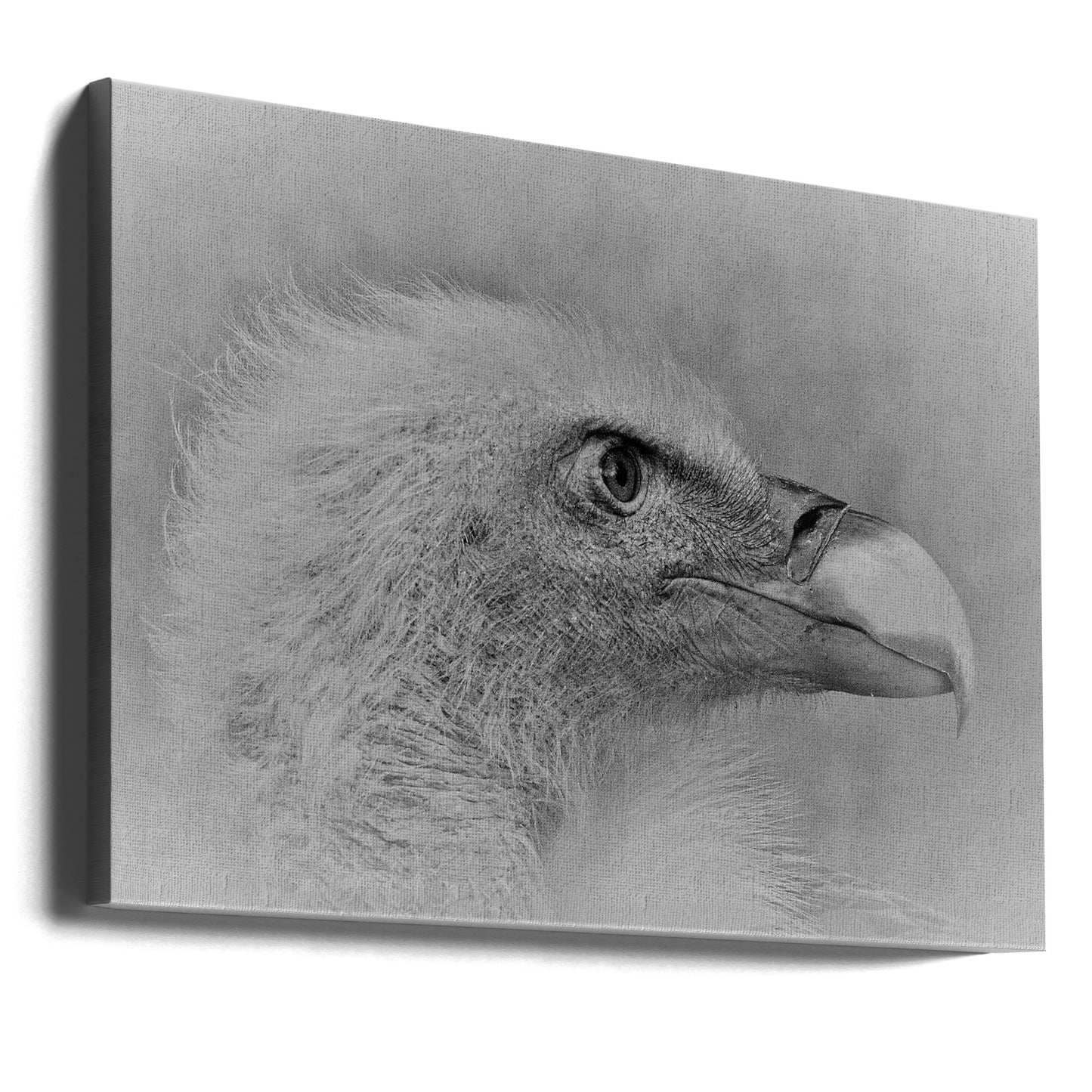 Weißkopfseeadler | Leinwand-Bilder