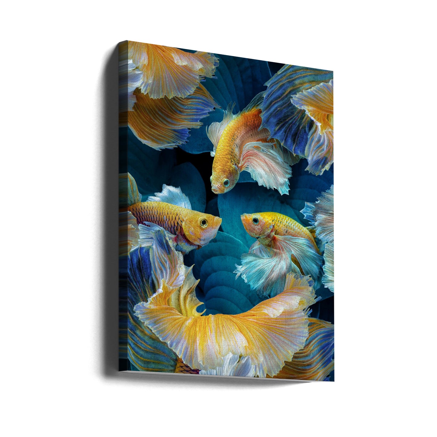 ColorFish | Canvas