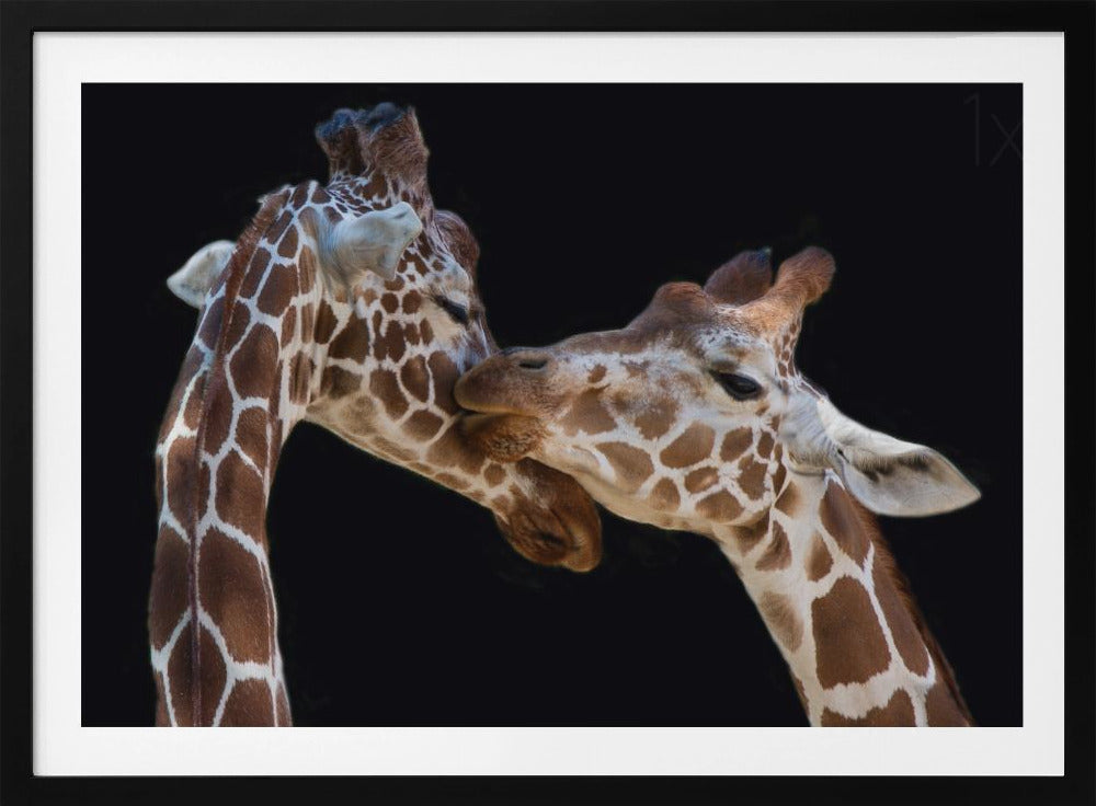 Le baiser | Posters - Affiche Artistique