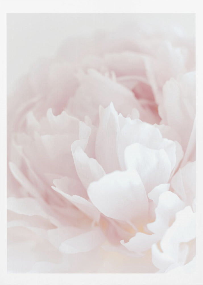 Peony 05 | Poster