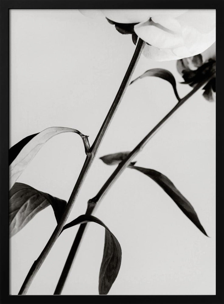 Peony 08 | Poster