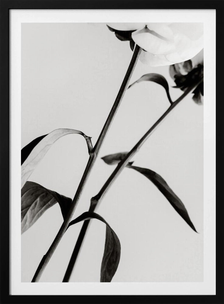 Peony 08 | Poster